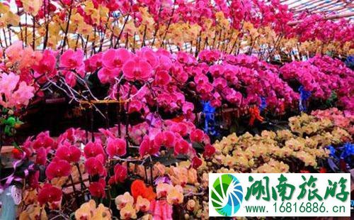 荷兰花卉小镇怎么去 荷兰花卉小镇地铁出口是什么 荷兰花卉小镇怎么去 荷兰花卉小镇地铁出口是什么