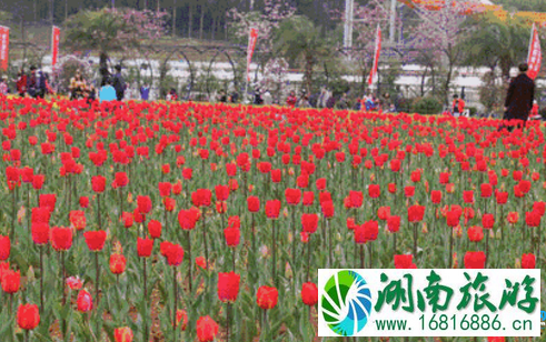 2022湖南省森林植物园怎么去 2022湖南省森林植物园交通攻略 2022湖南省森林植物园怎么去 2022湖南省森林植物园交通攻略
