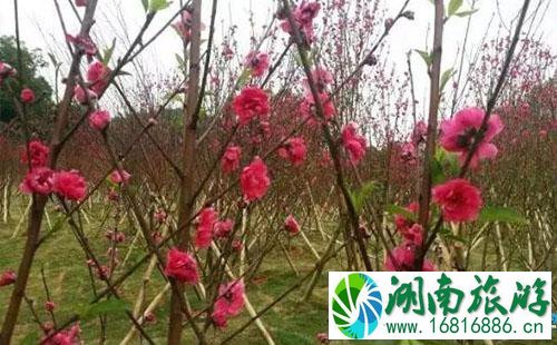 2022年3月深圳深云地铁站出口桃花开了吗 2022年3月深圳深云地铁站出口桃花开了吗