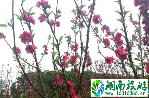 2022年3月深圳深云地铁站出口桃花开了吗 2022年3月深圳深云地铁站出口桃花开了吗