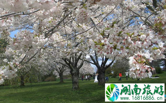 2022年4月樱花节东湖周边道路限行规定 2022年4月樱花节东湖周边道路限行规定