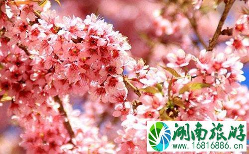 2022年4月樱花节期间武汉大学周边道路限行规定 2022年4月樱花节期间武汉大学周边道路限行规定