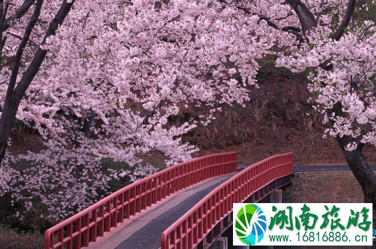 2022年4月樱花节期间武汉大学周边道路限行规定 2022年4月樱花节期间武汉大学周边道路限行规定