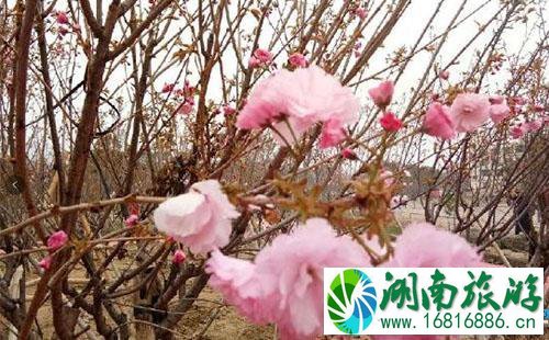 深圳鹏城樱花节怎么去 深圳鹏城樱花节路线交通攻略 深圳鹏城樱花节怎么去 深圳鹏城樱花节路线交通攻略