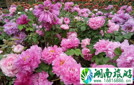 深圳鹏城樱花节怎么去 深圳鹏城樱花节路线交通攻略 深圳鹏城樱花节怎么去 深圳鹏城樱花节路线交通攻略