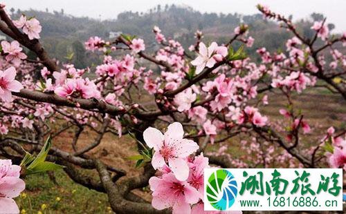 成都地铁2号线桃花专列什么时候开通 成都地铁2号线桃花专列什么时候开通