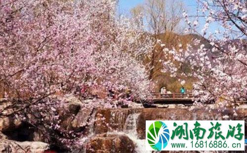 2022北京植物园桃花节限行吗 北京植物园桃花节怎么去/交通攻略 2022北京植物园桃花节限行吗 北京植物园桃花节怎么去/交通攻略