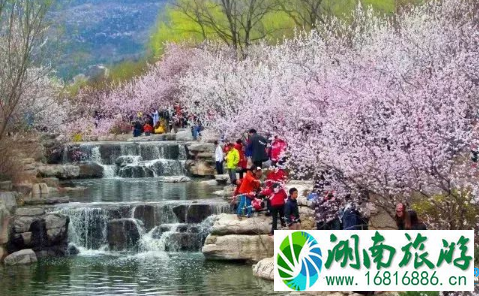 2022北京植物园桃花节限行吗 北京植物园桃花节怎么去/交通攻略 2022北京植物园桃花节限行吗 北京植物园桃花节怎么去/交通攻略