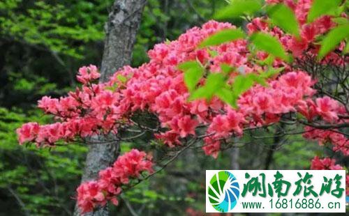 大围山杜鹃花节怎么去+观赏路线 大围山杜鹃花节怎么去+观赏路线