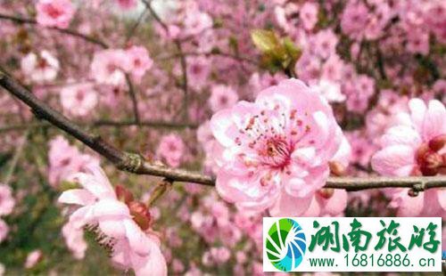 2022北京平谷桃花节赏花路线攻略 2022北京平谷桃花节赏花路线攻略