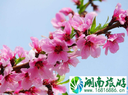 2022北京平谷桃花节赏花路线攻略 2022北京平谷桃花节赏花路线攻略