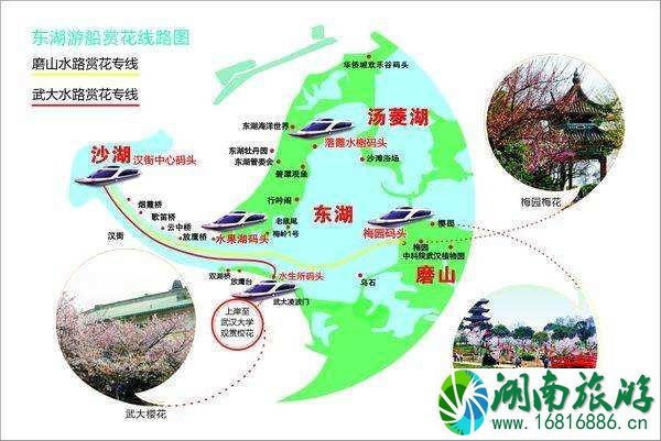 武汉东湖磨山樱园路线怎么走 武汉东湖磨山樱园路线怎么走