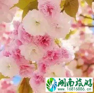 武汉东湖磨山樱园路线怎么走 武汉东湖磨山樱园路线怎么走