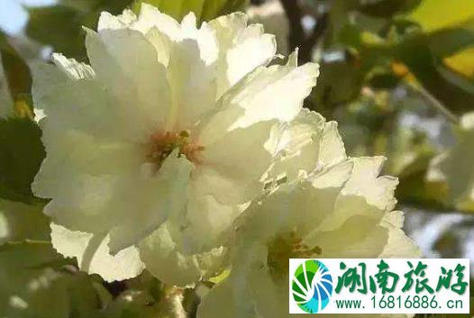 武汉东湖磨山樱园路线怎么走 武汉东湖磨山樱园路线怎么走