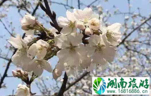 武汉东湖磨山樱园路线怎么走 武汉东湖磨山樱园路线怎么走