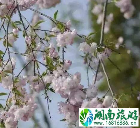 武汉东湖磨山樱园路线怎么走 武汉东湖磨山樱园路线怎么走