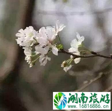 武汉东湖磨山樱园路线怎么走 武汉东湖磨山樱园路线怎么走