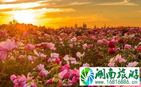2022年重庆潼南玫瑰花节地点+怎么去(交通攻略) 2022年重庆潼南玫瑰花节地点+怎么去(交通攻略)