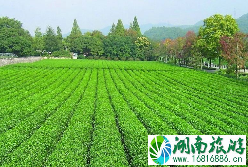 2022杭州国际茶叶博览会免费公交有哪些 2022杭州国际茶叶博览会免费公交有哪些