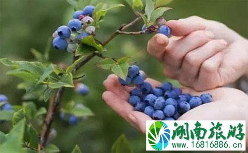 2022重庆綦江扶欢镇蓝莓节怎么去 2022重庆綦江扶欢镇蓝莓节怎么去
