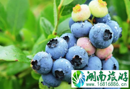 2022重庆綦江扶欢镇蓝莓节怎么去 2022重庆綦江扶欢镇蓝莓节怎么去
