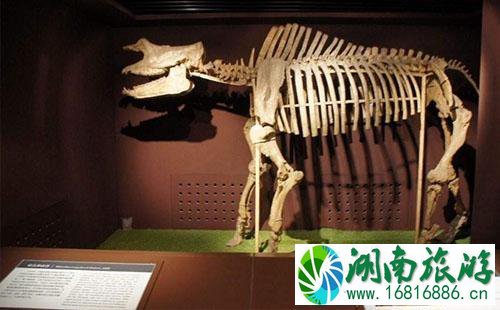 北京古动物博物馆怎么去+交通攻略 北京古动物博物馆怎么去+交通攻略