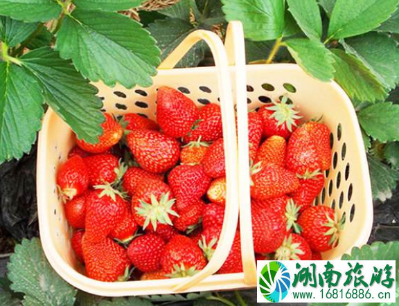 佛山哪里可以摘草莓 佛山哪里可以摘草莓