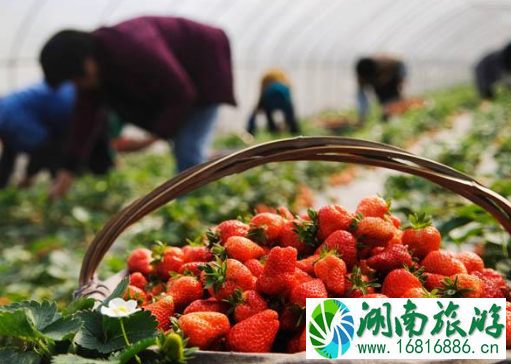 佛山哪里可以摘草莓 佛山哪里可以摘草莓