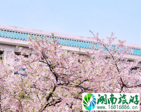 武汉大学看樱花怎么预约 2022武大看樱花门票要预约吗 武汉大学看樱花怎么预约 2022武大看樱花门票要预约吗