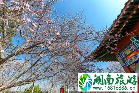 2022天津赏花停车攻略