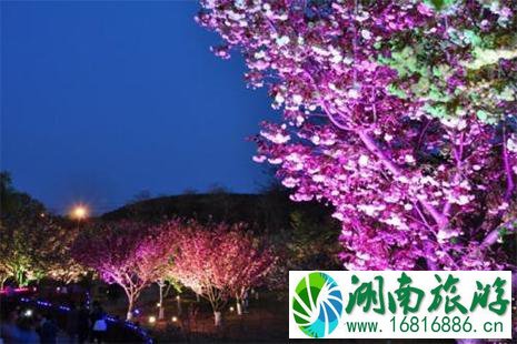 2022大连旅顺樱花节怎么走