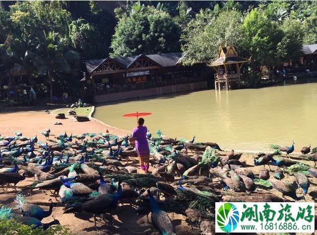 西双版纳旅游攻略(景点+交通+美食+注意事项) 西双版纳旅游攻略(景点+交通+美食+注意事项)