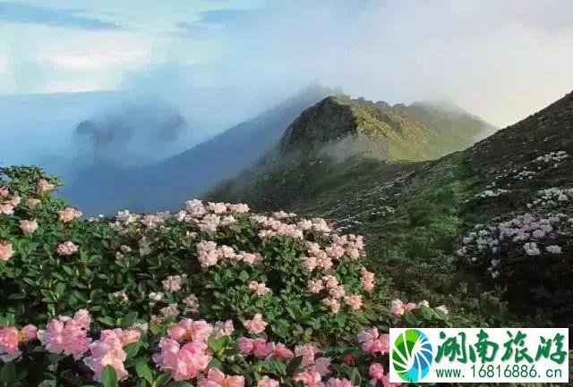 大理旅游攻略必去景点 大理住哪里比较方便 大理旅游攻略必去景点 大理住哪里比较方便