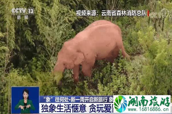 云南大象迁徙消息 大象会不会吃到毒蘑菇 云南大象迁徙消息 大象会不会吃到毒蘑菇