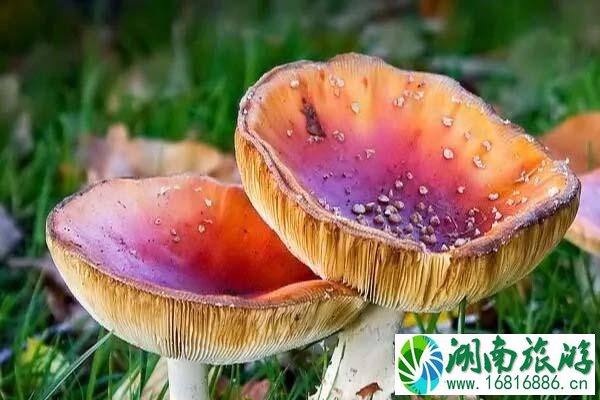 云南大象迁徙消息 大象会不会吃到毒蘑菇 云南大象迁徙消息 大象会不会吃到毒蘑菇