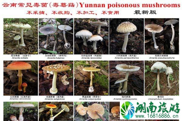 2021最新版云南常见毒菌大全 2021最新版云南常见毒菌大全