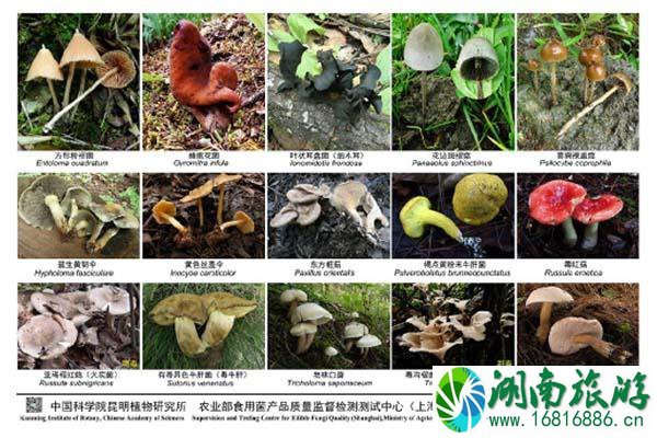 2021最新版云南常见毒菌大全 2021最新版云南常见毒菌大全