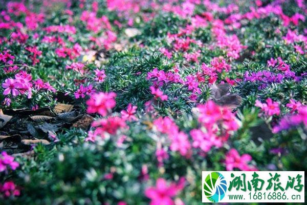 2020南昌春季赏花景点推荐 交通门票