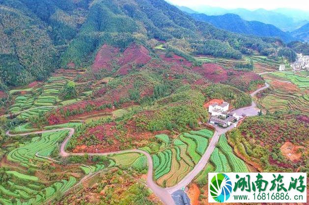 婺源江岭景区怎么样 婺源江岭好玩吗 婺源江岭景区怎么样 婺源江岭好玩吗