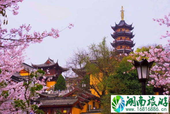 2022年南京鸡鸣寺樱花什么时候开 2022年南京鸡鸣寺樱花什么时候开