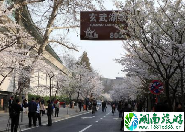2022年南京鸡鸣寺樱花什么时候开 2022年南京鸡鸣寺樱花什么时候开