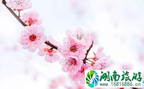 2022成都春季赏桃花攻略(花期+地址+交通) 2022成都春季赏桃花攻略(花期+地址+交通)