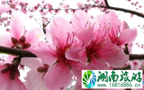 2022成都春季赏桃花攻略(花期+地址+交通) 2022成都春季赏桃花攻略(花期+地址+交通)