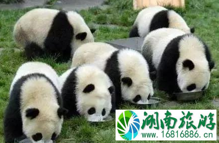 成都22个免费景点有哪些 成都免费景点2022 成都22个免费景点有哪些 成都免费景点2022