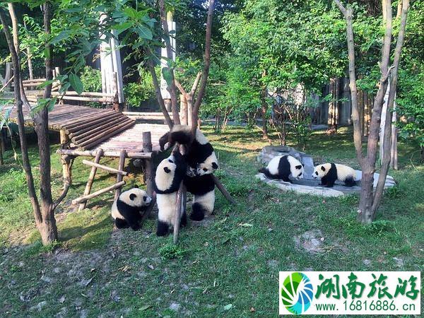 成都旅游攻略景点必去 去成都怎么玩 成都旅游攻略景点必去 去成都怎么玩