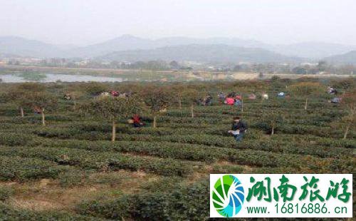 成都邛崃有哪些旅游景点 景点介绍 成都邛崃有哪些旅游景点 景点介绍
