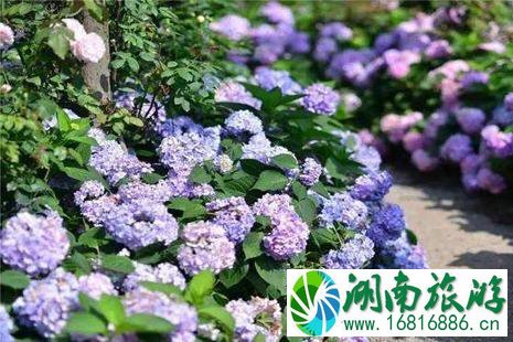 成都市区必游景点推荐 成都市区景点排行榜 成都市区必游景点推荐 成都市区景点排行榜