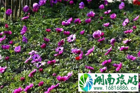 2022成都近期花展信息汇总