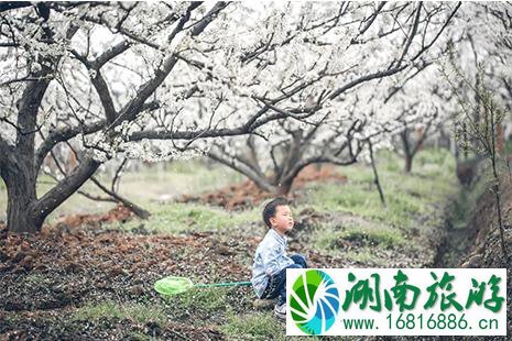 2022峨眉山音乐节4月27日至28开启