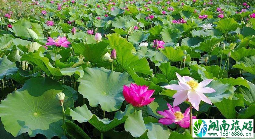 2022成都荷花最佳观赏时间+地址+门票+交通 2022成都荷花最佳观赏时间+地址+门票+交通